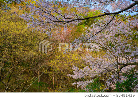 [Osaka] March ・ Cherry blossoms and trees 83491439