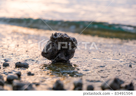 Pumice stones washed ashore in the sea of Okinawa Pumice stones washed ashore in the sea of Okinawa 83491504