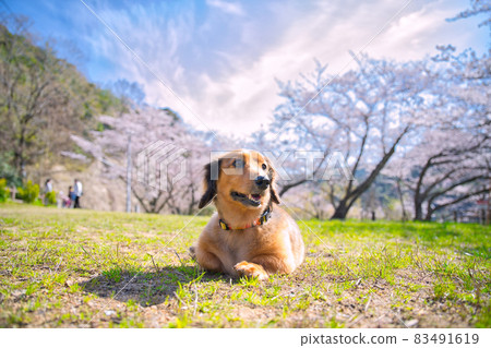 [Osaka] March ・ Miniature dachshund and cherry blossoms 83491619
