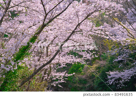 [大阪]三月·櫻花和樹木 83491635