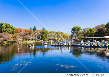 秋天的井之頭公園假日風景 秋天的井之頭公園假日風景 83491640