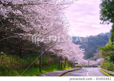 [Osaka] March, a row of cherry blossom trees in full bloom 83491681