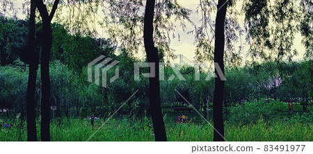 Dream Forest Story Garden in North Seoul at sunset Dream Forest Story Garden in North Seoul at sunset 83491977