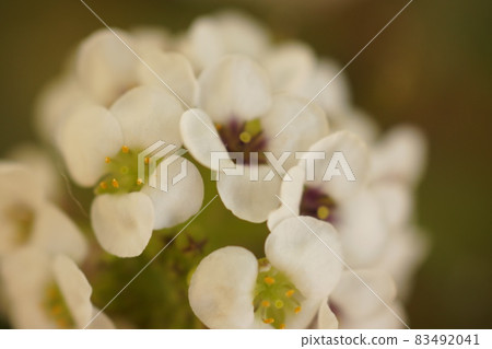 白雪蓮花特寫 83492041