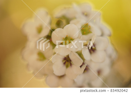 白雪蓮花特寫 白雪蓮花特寫 83492042