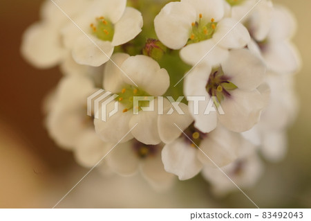 White alyssum flower close-up White alyssum flower close-up 83492043