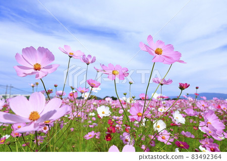 Fujiwaramiya ruins in full bloom 83492364