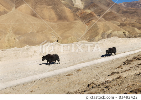 Two dzo are walking along the road Two dzo are walking along the road 83492422