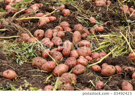 fresh potatoes in the field fresh potatoes in the field 83492423