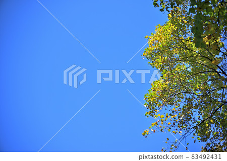 Competition with the blue sky 83492431