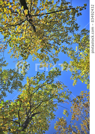 Competition with the blue sky Competition with the blue sky 83492432