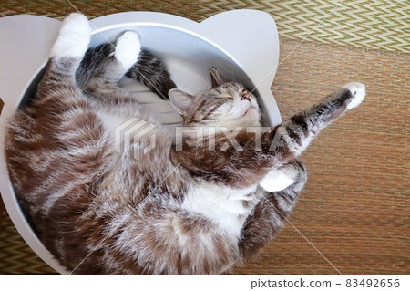 睡不好的虎斑貓肚臍天堂免費睡午覺 83492656