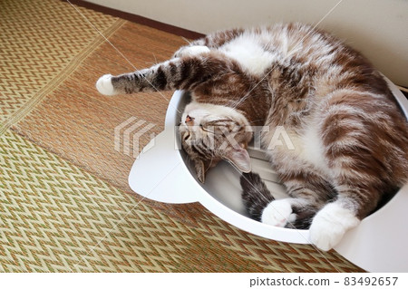 一隻可愛的虎斑貓睡在肚臍裡的小睡 83492657