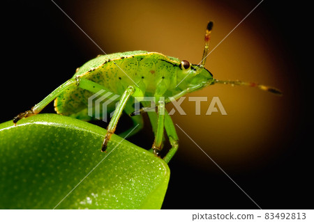 Green shield bug on butterworts sticky leaf 83492813