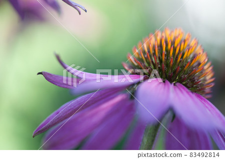 Stroke of the flover 83492814