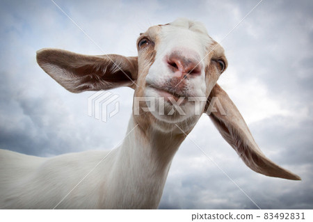 A gentle goat smile with very large ears 83492831