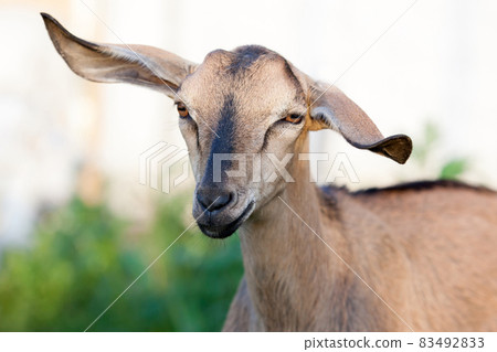 One brown Anglo-Nubian goat with very large ears portrait One brown Anglo-Nubian goat with very large ears portrait 83492833