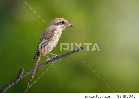 Image of brown shrike (Lanius cristatus) perched on a branch on nature background. Bird. Animals. 83493045