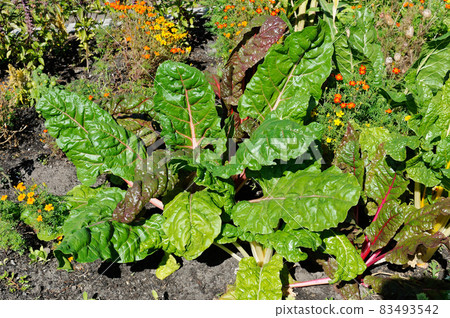 Red beets in the front garden Red beets in the front garden 83493542