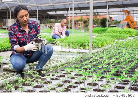 Latino gardeners caring for plants in potters Latino gardeners caring for plants in potters 83493608