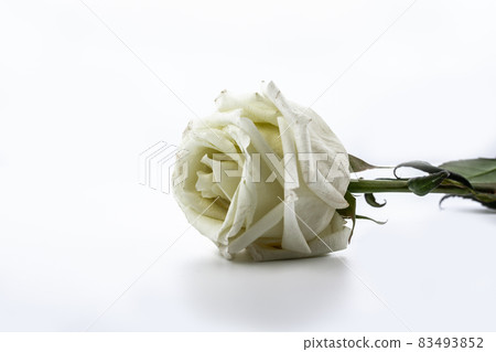 Sluggish white rose isolated on white background. 83493852