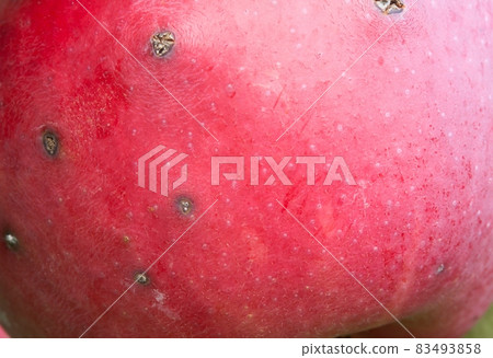 Texture the rind of a ripe red apple with scab. 83493858
