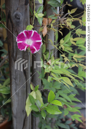 Morning glory blooming in Sanningzaka 83493941