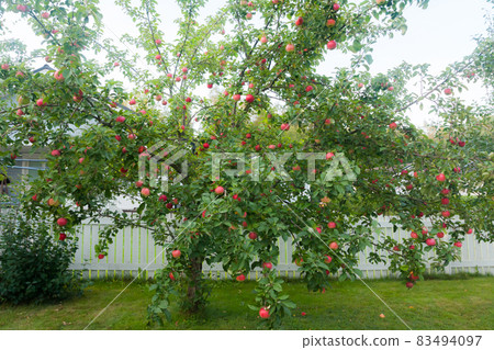 Red apples on apple tree branch at summer. Red apples on apple tree branch at summer. 83494097