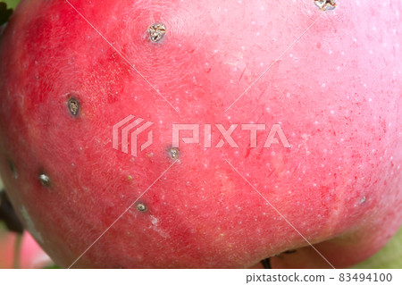 Red apple with scab growing on tree. 83494100