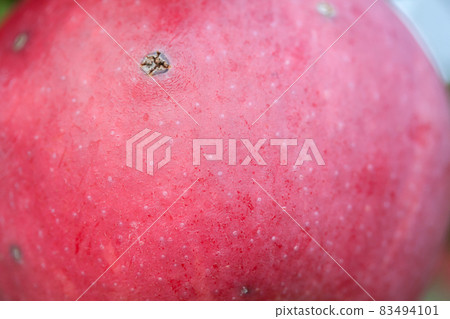 Red apple with scab growing on tree. 83494101