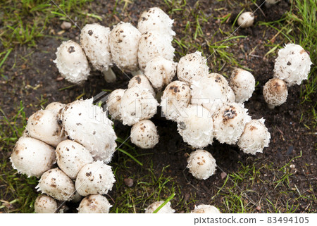 White mushrooms on grass in the park in Finland at autumn. White mushrooms on grass in the park in Finland at autumn. 83494105