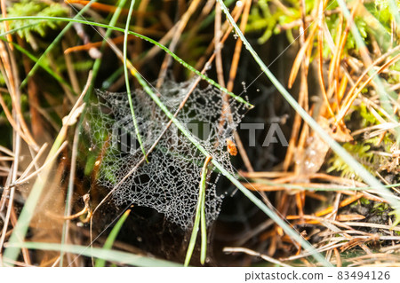 Spider web with dew drops on morning forest in Finland at autumn. 83494126