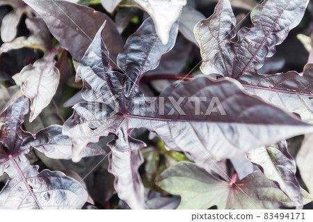 Purple Castor leaf is growing in the garden at summer. 83494171