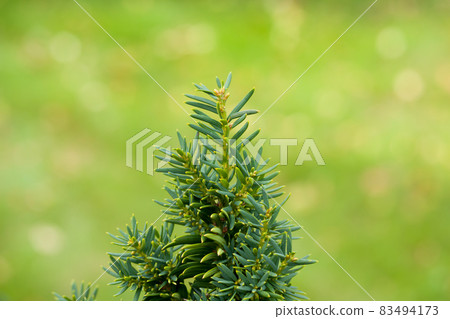 Green branch of pine with blurred background is in the garden at summer, macro, close-up. 83494173