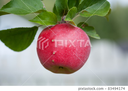 Red apple with scab growing on tree. 83494174