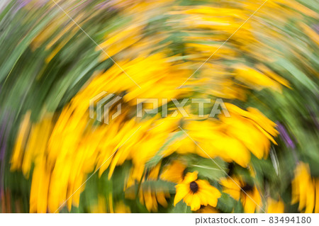 Abstract blurred photo in motion of bright yellow Rudbeckia Fulgida cone flowers with dark brown capitula are blossoming in the garden at summer. Abstract blurred photo in motion of bright yellow Rudbeckia Fulgida cone flowers with dark brown capitula are blossoming in the garden at summer. 83494180