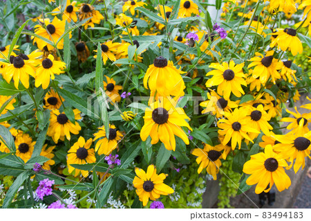 Bright yellow Rudbeckia Fulgida cone flowers with dark brown capitula are blossoming in the garden at summer. Bright yellow Rudbeckia Fulgida cone flowers with dark brown capitula are blossoming in the garden at summer. 83494183