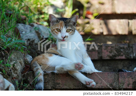 Stray cat Ikumen daddy yawns in front of cute kittens Stray cat Ikumen daddy yawns in front of cute kittens 83494217