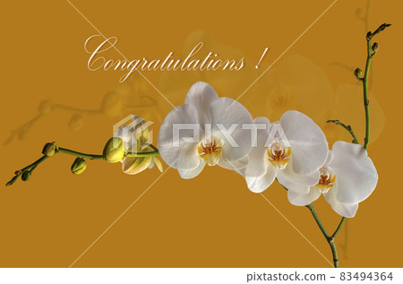 Postcard in dark yellow with a sprig of blooming white Phalaenopsis orchid and the words "Congratulations!" Postcard in dark yellow with a sprig of blooming white Phalaenopsis orchid and the words "Congratulations!" 83494364