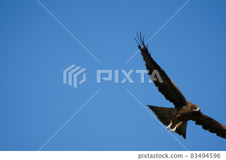 A black kite taking a rest on a telephone pole after flying around the blue sky 83494596