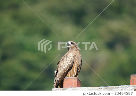 A black kite taking a rest on a telephone pole after flying around the blue sky A black kite taking a rest on a telephone pole after flying around the blue sky 83494597