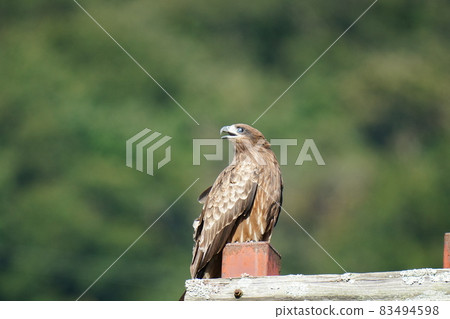A black kite taking a rest on a telephone pole after flying around the blue sky 83494598