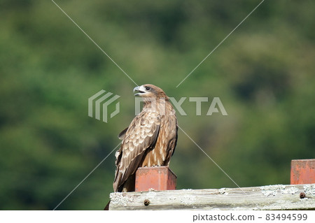 A black kite taking a rest on a telephone pole after flying around the blue sky A black kite taking a rest on a telephone pole after flying around the blue sky 83494599