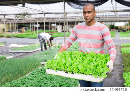 Hispanic farmer carrying tray with lettuce seedlings Hispanic farmer carrying tray with lettuce seedlings 83494716