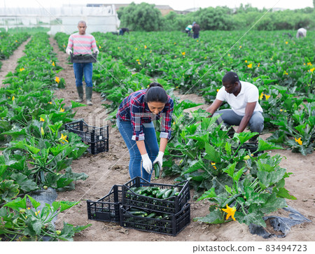 Group of people picking green courgettes on plantation 83494723