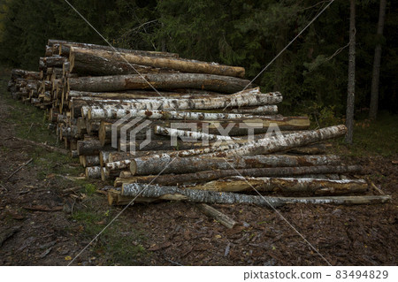 Log stacks along the forest road. Forest pine and spruce trees. Log trunks pile. Log stacks along the forest road. Forest pine and spruce trees. Log trunks pile. 83494829