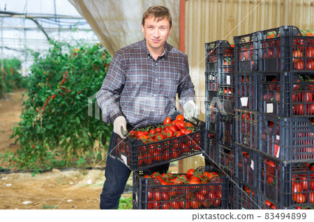 Man worker stacking crates with picked tomatoes Man worker stacking crates with picked tomatoes 83494899