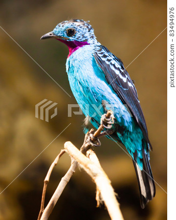 Spangled Cotinga with red and blue feathers 83494976