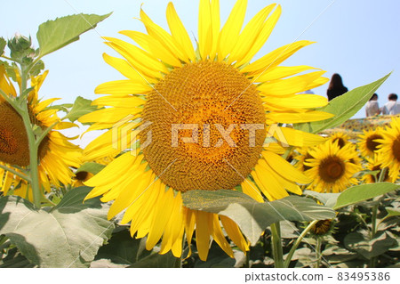 夏天的向日葵 夏天的向日葵 83495386