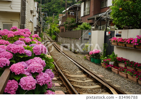 Hydrangea flowers and railroad tracks Hydrangea flowers and railroad tracks 83496788